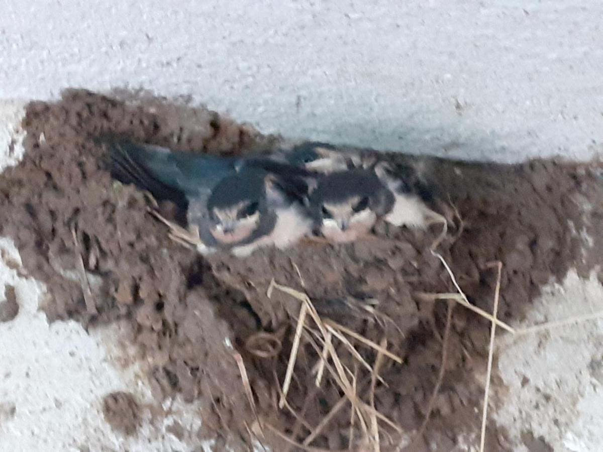 Ferienwohnung Ehemalige Revierfoersterei "Uns Luett" Kuhstorf Esterno foto